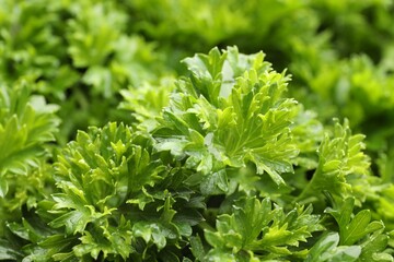 Fresh curly parsley as background, closeup view