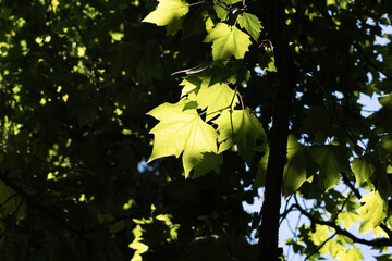 Green maple leaves illuminated by sunlight in a forest canopy
