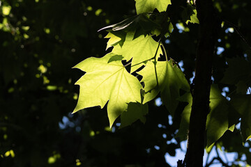 Green maple leaves illuminated by sunlight in a forest canopy