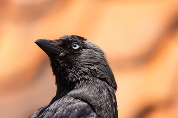 Close-up of a black crow with blue sharp eyes on a blurred background