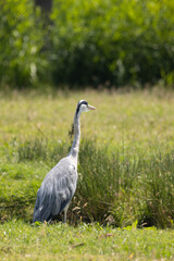 Grey heron standing in a grassy field on a sunny day