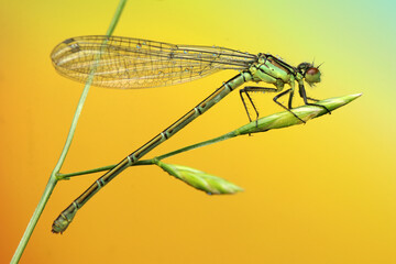 dragonfly insect on a stick