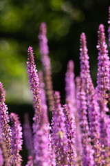 Fototapeta premium Purple salvia flower spikes blooming in soft natural sunlight