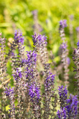 Obraz premium Close-up of blooming purple salvia flowers in summer sunlight