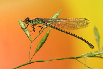 dragonfly insect on a stick