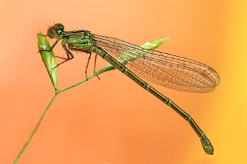 dragonfly insect on a stick