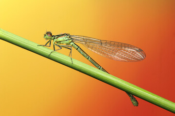 dragonfly insect on a stick