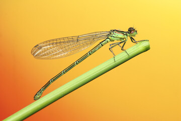 dragonfly insect on a stick