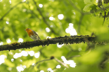 European robin perched on a tree branch in lush green forest