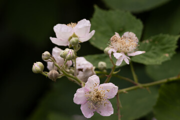 Delicate wild blackberry flowers blooming against dark green leaves