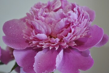 A blush-pink peony, kissed by morning dew, glows with gentle light. Each petal holds a whisper of stillness, soft as a sigh. Nature’s quiet poetry unfolds in every drop, every curve — calm, elegant.