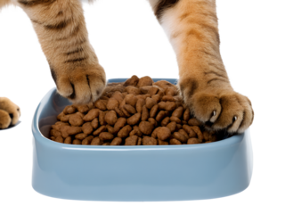 A bowl of delicious dry cat food in cat paws.