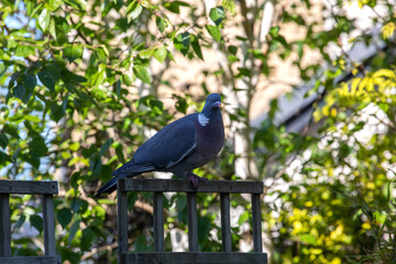 Wood Pigeon Perched on a Garden Wooden Trellis