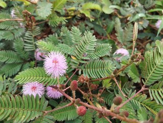 Sensitive plant flower (Mimosa pudica) in outdoor garden 