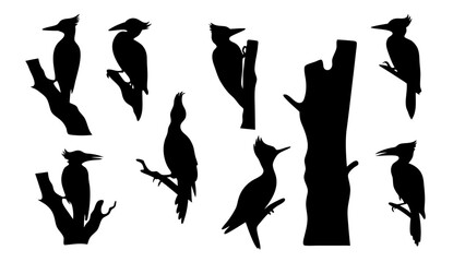 Set of woodpecker silhouette