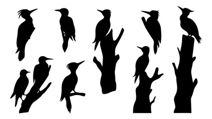 Set of woodpecker silhouette