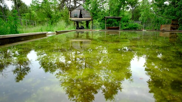Ground level wide angle shot of dirty green water in melted home made back yard ice rink left as water reservoir for vegetable plants and occupied by frogs - tree house in the background