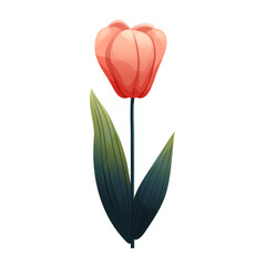 Tulip. Delicate flower with gradient shading. Isolated on white background, suitable for spring design, cards, patterns or packaging. Vector.