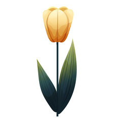 Tulip. Delicate flower with gradient shading. Isolated on white background, suitable for spring design, cards, patterns or packaging. Vector.