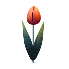 Tulip. Delicate flower with gradient shading. Isolated on white background, suitable for spring design, cards, patterns or packaging. Vector.