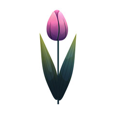 Tulip. Delicate flower with gradient shading. Isolated on white background, suitable for spring design, cards, patterns or packaging. Vector.