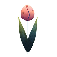 Tulip. Delicate flower with gradient shading. Isolated on white background, suitable for spring design, cards, patterns or packaging. Vector.