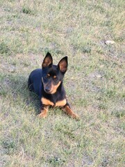 lively black and tan puppy is sitting comfortably on green grass, enjoying warm sunlight in an...