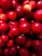 ripe lingonberries reveals their rich red hue, highlighting shiny surfaces and small details. this...