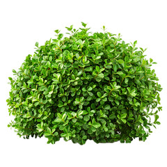 Obraz premium Lush Green Bush Compact Foliage Nature Plant
