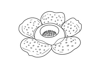 Rafflesia drawing. It is a black and white outline image of a rafflesia flower, known for its large size and unique texture, showing its five distinct, spotted petals. Vector sketch line art draw.