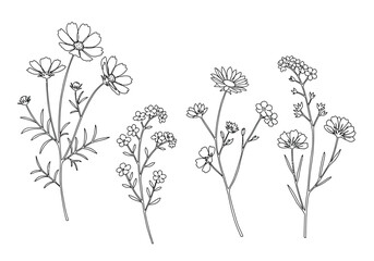 Wildflower drawing. It is a black and white outline image featuring four distinct clusters of wildflowers, each with unique blooms, slender stems, and varied foliage. Vector sketch line art draw.
