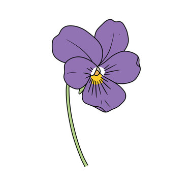 Violet flower drawing. It is a colorful outline image of a single violet flower with five purple petals, a yellow and white center, and a simple green stem. Vector sketch line art draw.