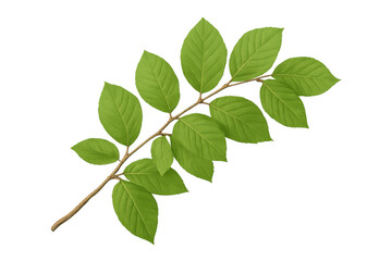 Fototapeta premium Green leaves branching outward, verdant and crisp, positioned for clean graphic composition against pure transparent backdrop