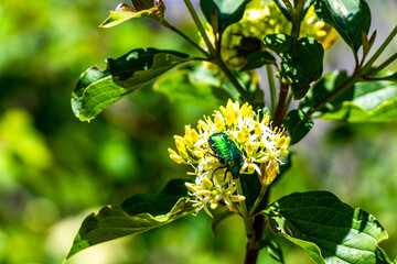 Green rose chafer beetle insect on flower in Tyrol Austria.