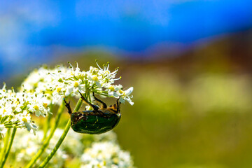 Green rose chafer beetle insect on flower in Tyrol Austria.