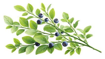 Herbal medicine plant Vaccinium myrtillus or Bilberry on white or transparent background