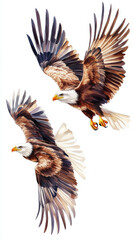 Soaring Eagles: A Symbol of Freedom. Watercolor illustration of two majestic eagles soaring against a bright white background, symbolizing freedom and power.
