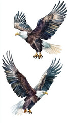 Obraz premium Soaring Eagles: Freedom's Symbol. Watercolor illustration of two bald eagles in flight, representing freedom.