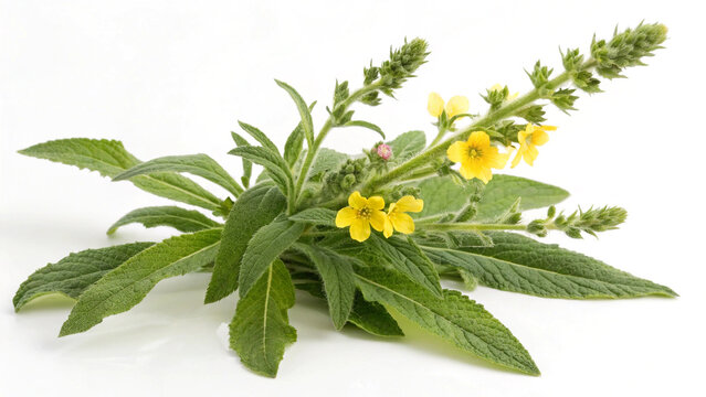 Herbal medicine plant Verbascum thapsus or Common mullein isolated on white or transparent background