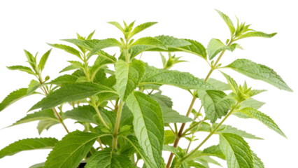 Herbal medicine plant Vernonia amygdalina or Bitter leaf isolated on white or transparent background