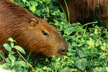 Capibara's grazing in the Horto Florestal Park in São Paulo, Brazil