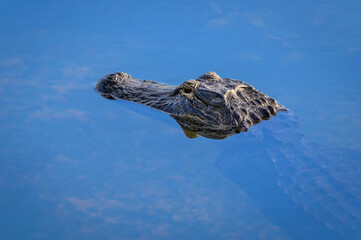 American alligator (Alligator mississippiensis) in water, Everglades national park, Florida, United...