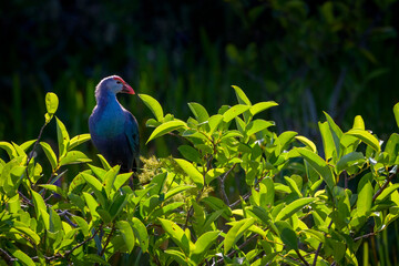 Purple Swamphen (Porphyrio Porphyrio) perched in bush with backlight during sunrise, Wakodahatchee wetland, Florida, USA.