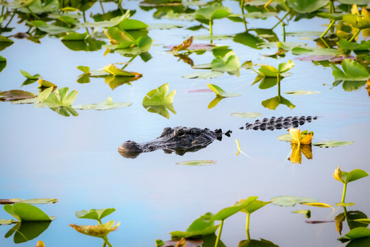 American alligator (Alligator mississippiensis) in swamp, Everglades national park, Florida, United States.