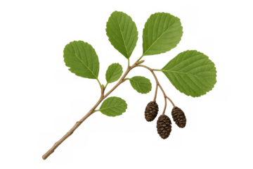 Alder tree branch displaying verdant foliage, dark brown cones against transparent backdrop, highlighting natural botanical details