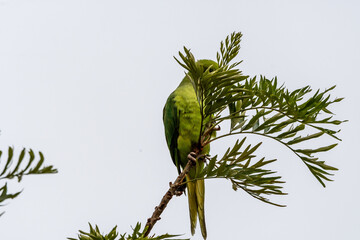 Psittacula krameri pertenece a la familia de Psittaculidae.