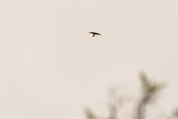 Falco tinnunculus pertenece a la familia de Falconidae.