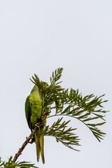 Psittacula krameri pertenece a la familia de Psittaculidae.
