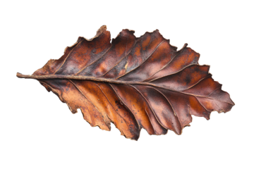 Close-up view of a dried leaf isolated on transparent background.