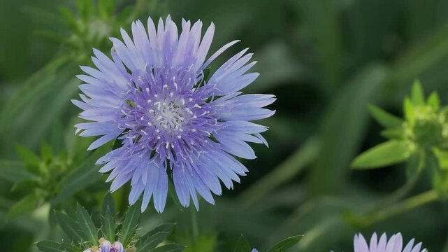 Tokyo, Japan - June 18, 2025: Closeup of stokesia or Stokesia laevis